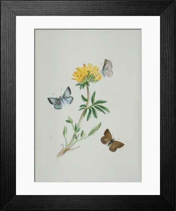 Framed Print : Lysandra coridon, chalk-hill blue Framed Print : Lysandra coridon, chalk-hill blue