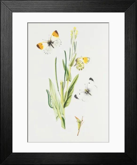 Framed Print : Anthocharis cardamines, orange tip Framed Print : Anthocharis cardamines, orange tip