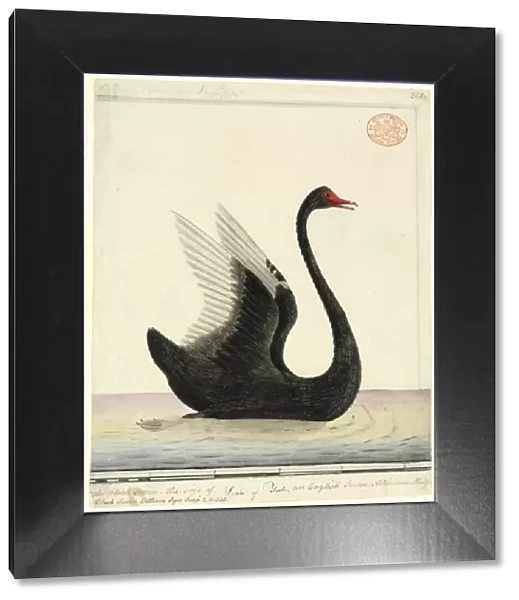 Cygnus atratus, black swan