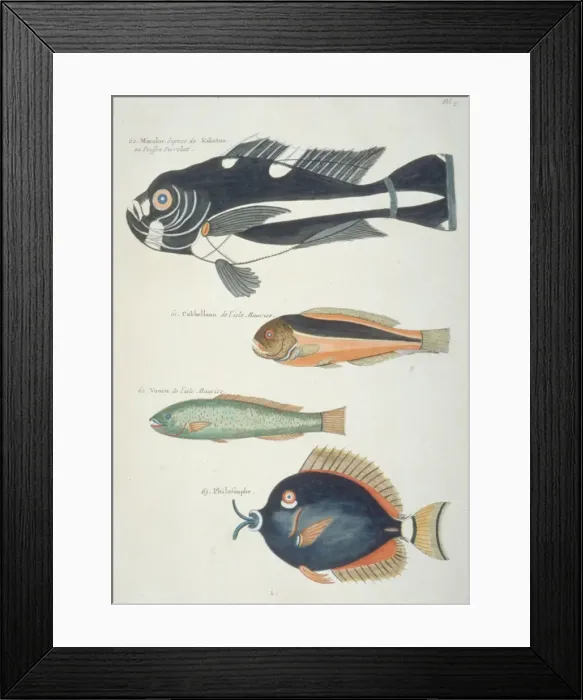 Framed Print : Colourful illustration of four fish Framed Print : Colourful illustration of four fish