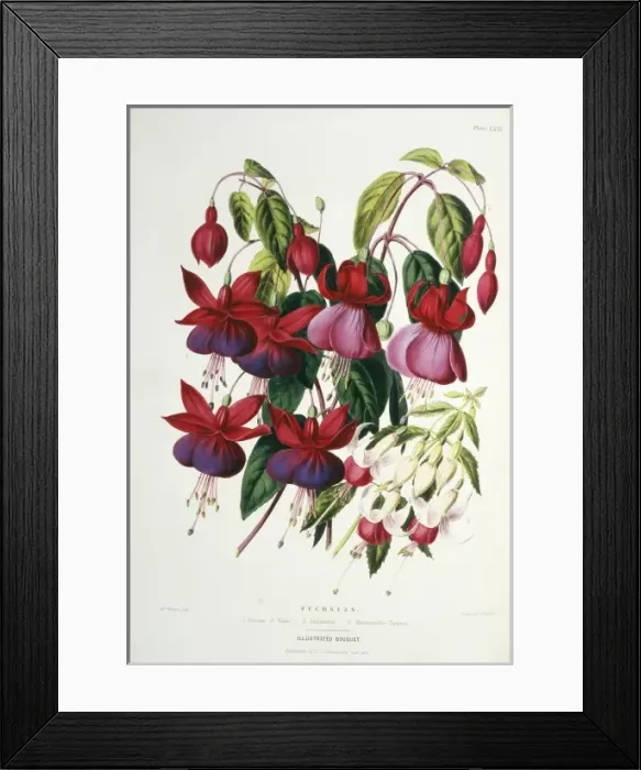 Framed Print : Fuchsias sp. Princess of Wales Framed Print : Fuchsias sp. Princess of Wales