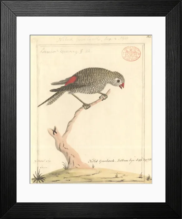 Framed Print : Stagonopleura bella, beautiful firetail Framed Print : Stagonopleura bella, beautiful firetail
