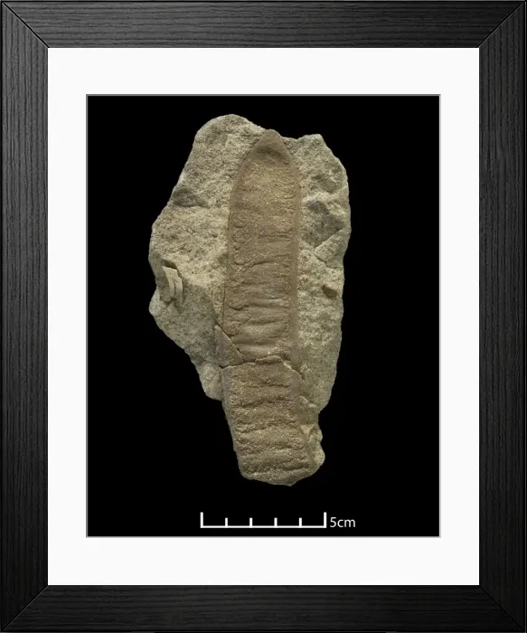 Framed Print : Acacia-like pod Framed Print : Acacia-like pod