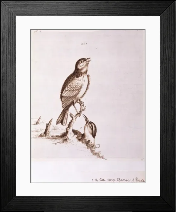 Framed Print : Aimophila aestivalis, Bachmans sparrow, Thryothorus ludovic Framed Print : Aimophila aestivalis, Bachmans sparrow, Thryothorus ludovic