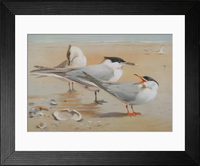 Framed Print : Sterna sandvicensis, sandwich tern, Sterna hirundo, common t Framed Print : Sterna sandvicensis, sandwich tern, Sterna hirundo, common t