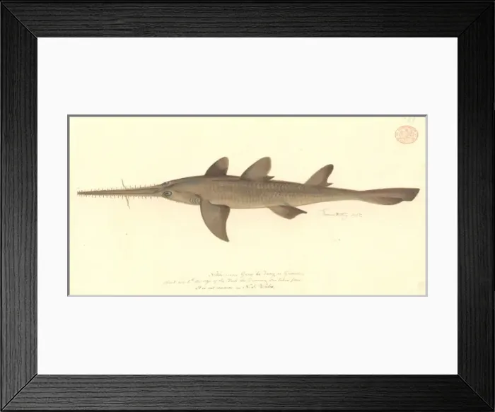 Framed Print : Pristiophorus cirratus, long nose sawshark Framed Print : Pristiophorus cirratus, long nose sawshark