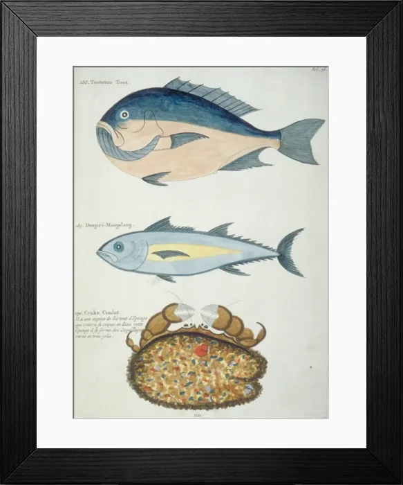 Framed Print : Colourful illustration of two fish and a crustacean Framed Print : Colourful illustration of two fish and a crustacean