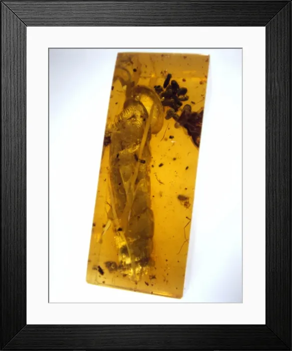 Framed Print : Snail in Burmese amber Framed Print : Snail in Burmese amber