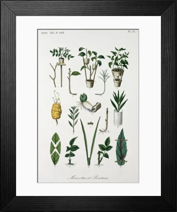 Framed Print : Concepts of horticulture Framed Print : Concepts of horticulture