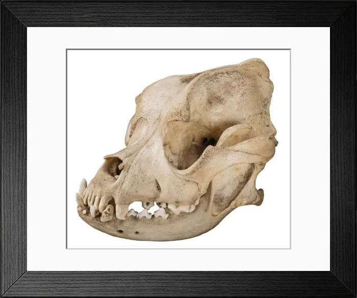 Framed Print : Bulldog cranium c. 1860 Framed Print : Bulldog cranium c. 1860