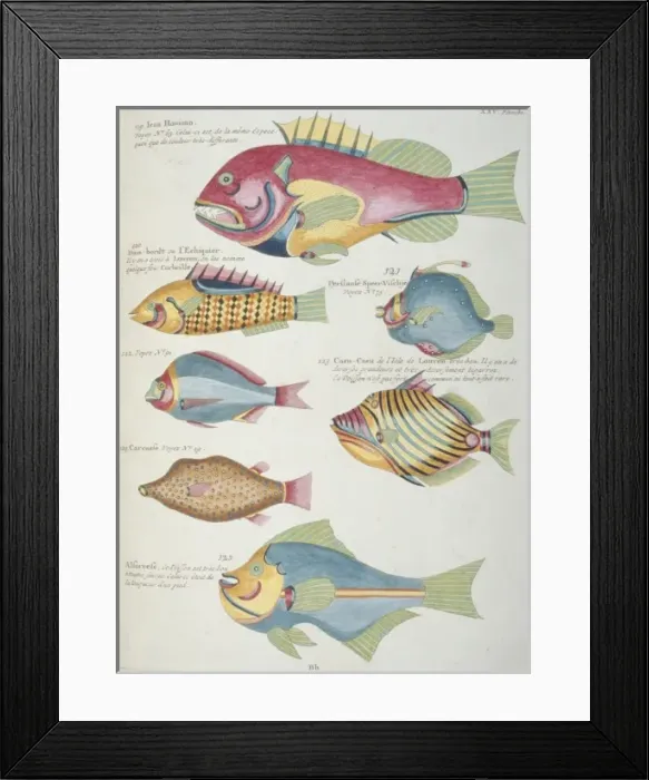 Framed Print : Colourful illustration of seven fish Framed Print : Colourful illustration of seven fish