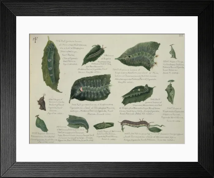 Framed Print : Larvae and Pupae by Margaret Fountaine Framed Print : Larvae and Pupae by Margaret Fountaine