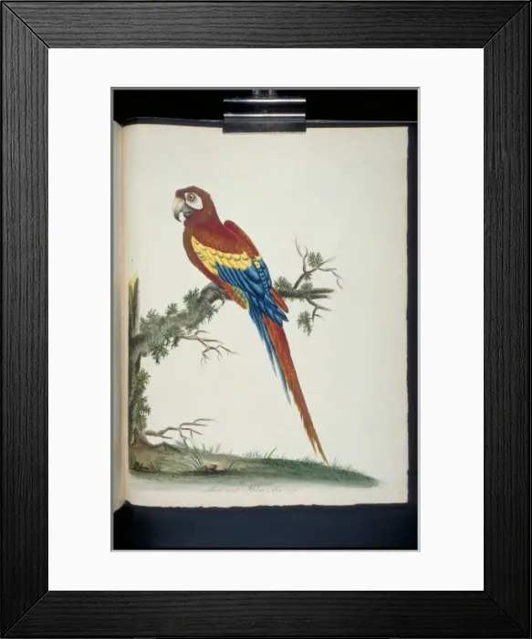 Framed Print : Ara macao, scarlet maccaw Framed Print : Ara macao, scarlet maccaw