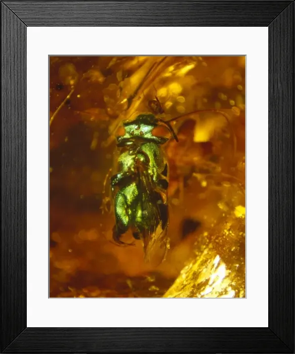 Framed Print : Orchid bee in copal Framed Print : Orchid bee in copal