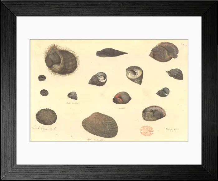 Framed Print : Fourteen molluscs, including gastropods and bivalves Framed Print : Fourteen molluscs, including gastropods and bivalves
