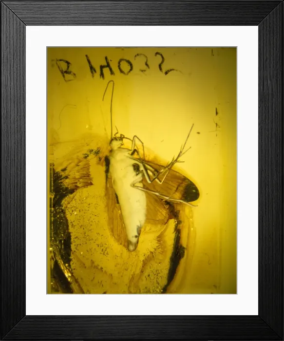 Framed Print : Baltic amber with caddis fly Framed Print : Baltic amber with caddis fly