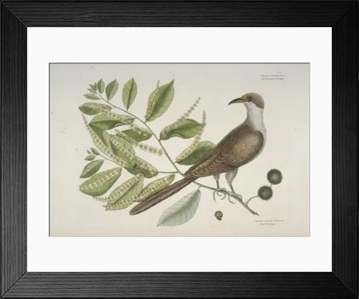 Framed Print : Coccyzus americanus, yellow-billed-cuckoo Framed Print : Coccyzus americanus, yellow-billed-cuckoo