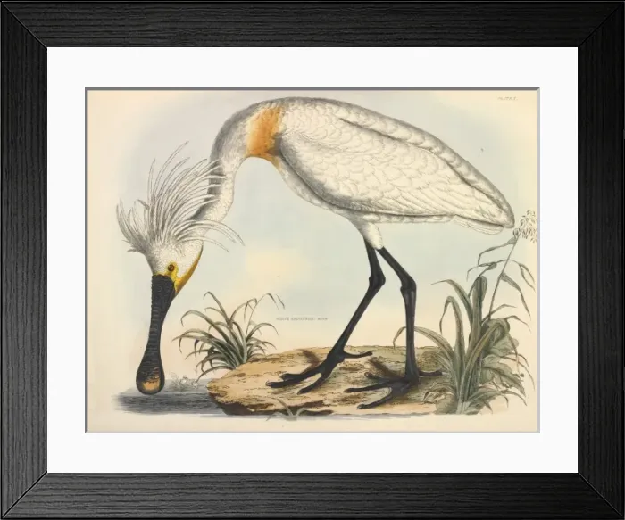 Framed Print : Eurasian Spoonbill Framed Print : Eurasian Spoonbill