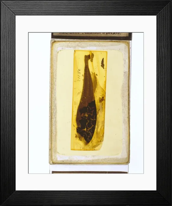 Framed Print : Angiosperm leaf in Baltic amber Framed Print : Angiosperm leaf in Baltic amber