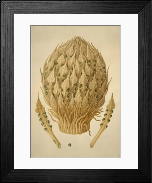 Framed Print : Cycas media, nut palm Framed Print : Cycas media, nut palm