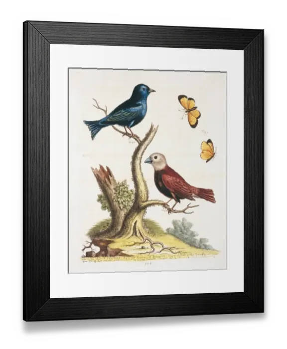 Framed Print : Lonchura maja, white-headed munia and an unidentified bird Framed Print : Lonchura maja, white-headed munia and an unidentified bird