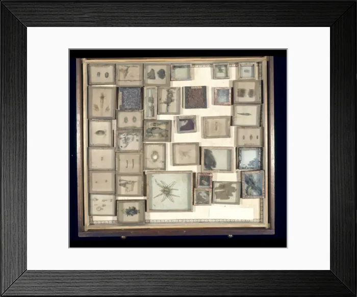 Framed Print : Various beetles and arachnids Framed Print : Various beetles and arachnids