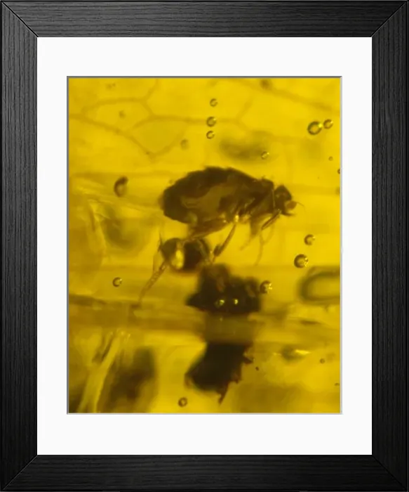 Framed Print : Scuttle fly in amber Framed Print : Scuttle fly in amber