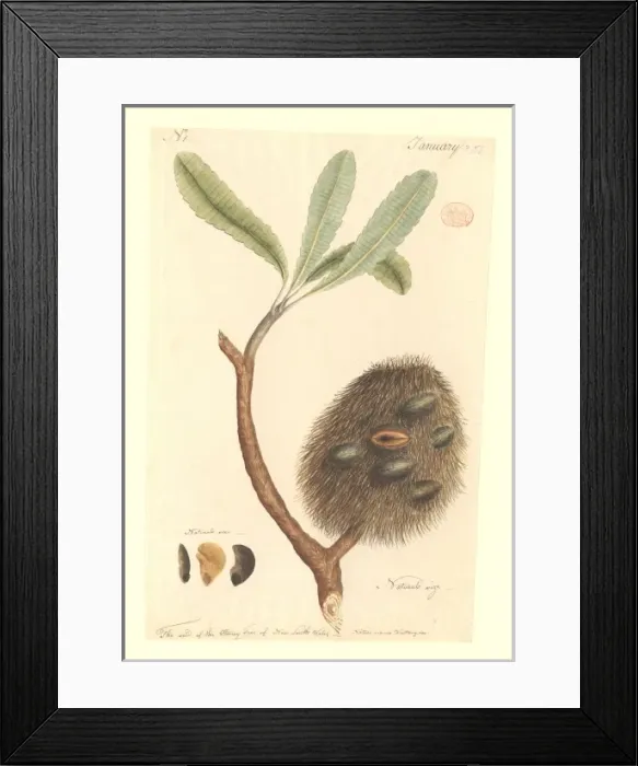 Framed Print : Banksia serrata Framed Print : Banksia serrata