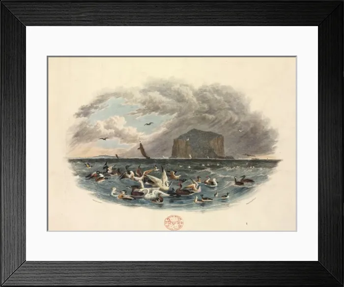 Framed Print : Various Water Birds Framed Print : Various Water Birds
