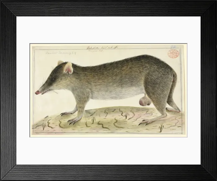 Framed Print : Perameles nasuta, long-nosed bandicoot Framed Print : Perameles nasuta, long-nosed bandicoot