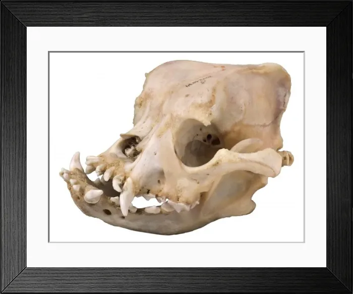 Framed Print : Bulldog cranium 2004 Framed Print : Bulldog cranium 2004