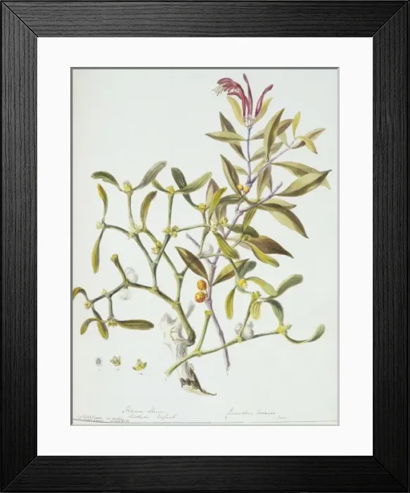 Framed Print : Loranthus sp. mistletoe Framed Print : Loranthus sp. mistletoe