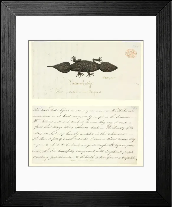 Framed Print : Phyllurus platurus, leaf-tailed gecko Framed Print : Phyllurus platurus, leaf-tailed gecko
