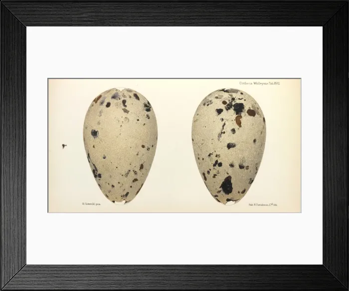 Framed Print : Great Auk Eggs Framed Print : Great Auk Eggs