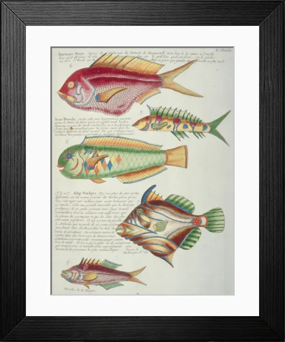 Framed Print : Colourful illustration of five fish Framed Print : Colourful illustration of five fish