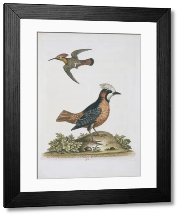 Framed Print : Plate 344 from The Gleanings of Natural History by George Ed Framed Print : Plate 344 from The Gleanings of Natural History by George Ed