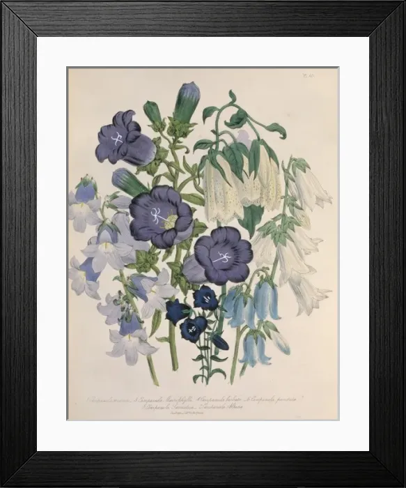 Framed Print : Campanula medium, Canterbury bells Framed Print : Campanula medium, Canterbury bells