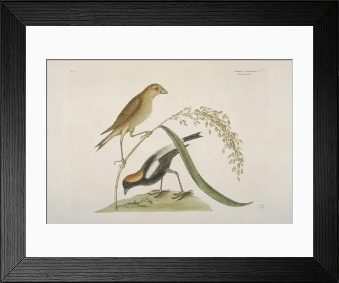Framed Print : Dolichonyx oryzivorus, bobolink Framed Print : Dolichonyx oryzivorus, bobolink