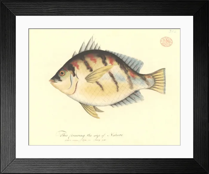 Framed Print : Enoplosus armatus, old wife Framed Print : Enoplosus armatus, old wife