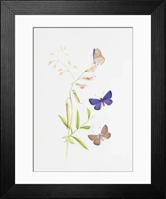 Framed Print : Cyaniris semiargus, mazarine blue Framed Print : Cyaniris semiargus, mazarine blue