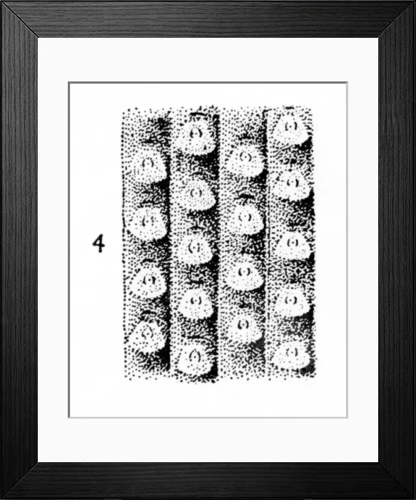 Framed Print : Sigillaria mamillaris (Brongniart), Lycopod Framed Print : Sigillaria mamillaris (Brongniart), Lycopod
