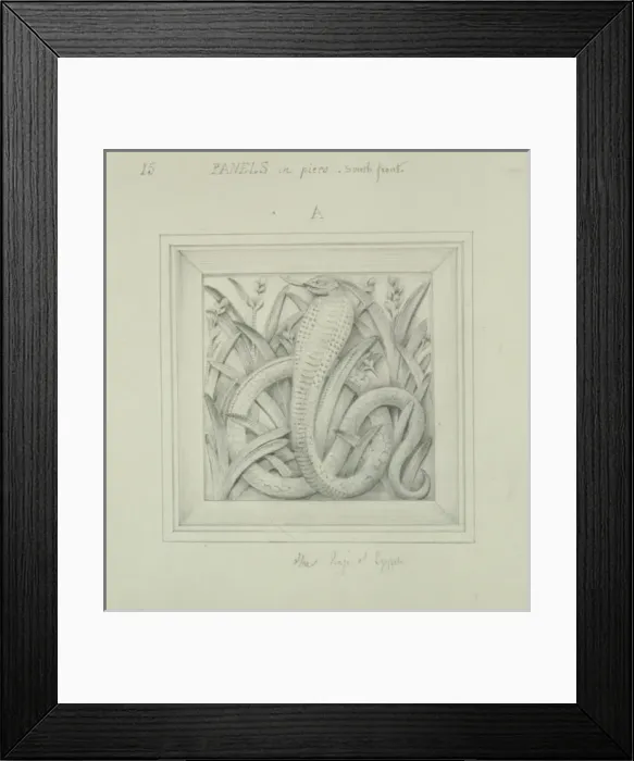 Framed Print : Passenger pigeon design Framed Print : Passenger pigeon design