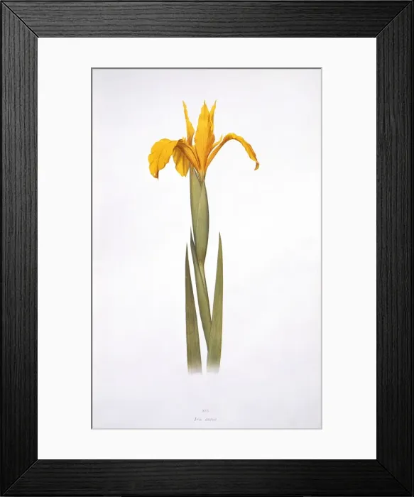 Framed Print : Iris aurea, iris Framed Print : Iris aurea, iris