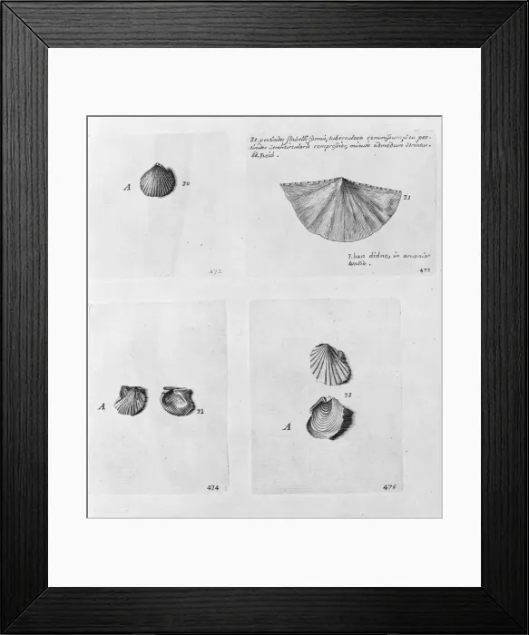 Framed Print : Collection of molluscs Framed Print : Collection of molluscs