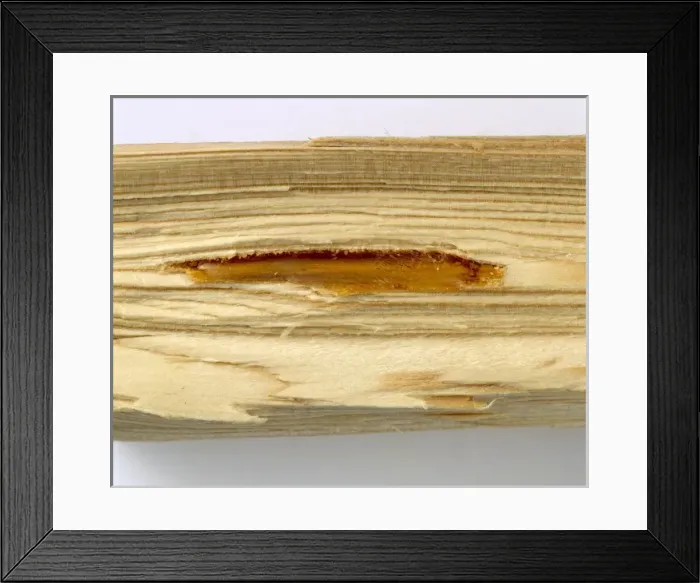 Framed Print : Pine wood with resin filled cavity Framed Print : Pine wood with resin filled cavity