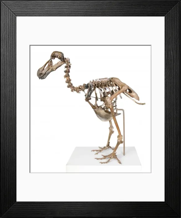 Framed Print : Raphus cucullatus, dodo Framed Print : Raphus cucullatus, dodo
