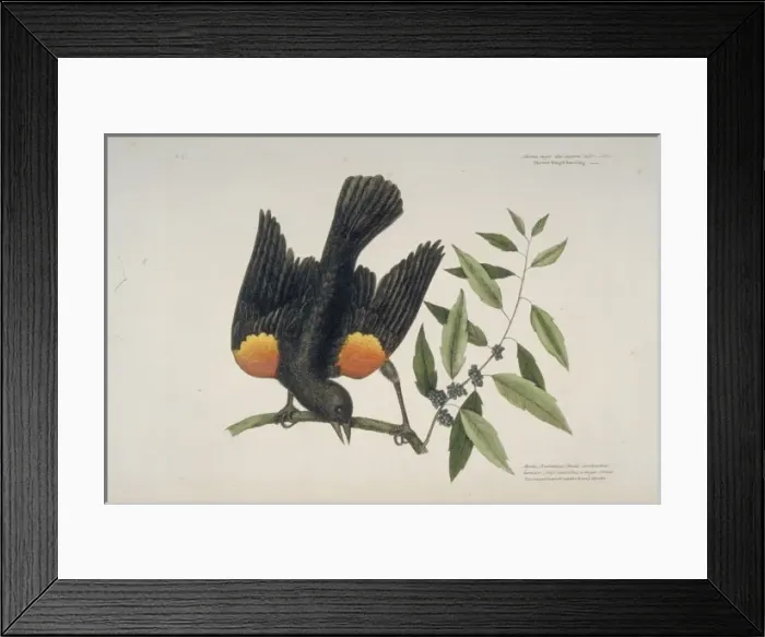 Framed Print : Agelaius phoeniceus, red-winged blackbird Framed Print : Agelaius phoeniceus, red-winged blackbird