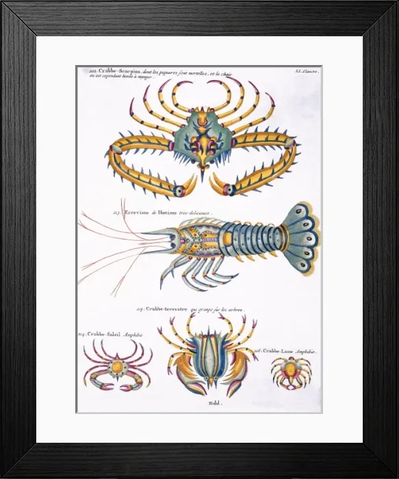 Framed Print : Colourful illustration of four crabs and a lobster Framed Print : Colourful illustration of four crabs and a lobster
