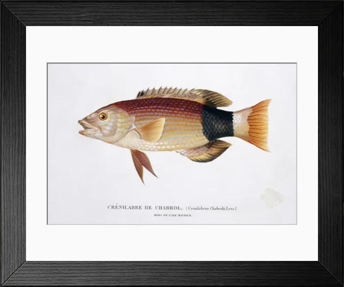 Framed Print : Wrasse. Plate 38 from by Louis-Isidore Duperrey Framed Print : Wrasse. Plate 38 from by Louis-Isidore Duperrey