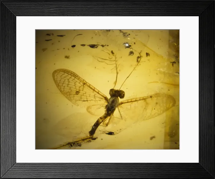 Framed Print : Mayfly in Baltic amber Framed Print : Mayfly in Baltic amber